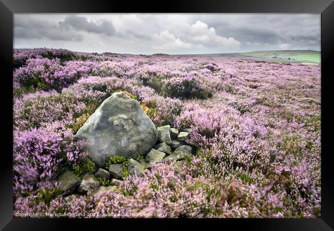Stone and Heather Blowing in the Wind near Pateley Bridge Framed Print by Mark Sunderland