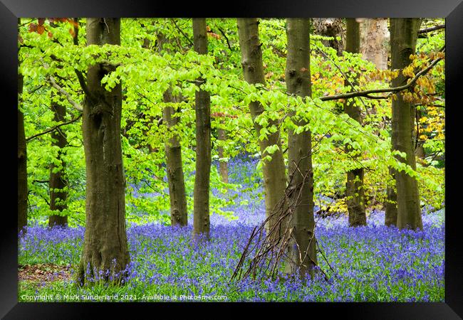 Twigs against a Tree and Bluebells in Middleton Woods in Spring  Framed Print by Mark Sunderland