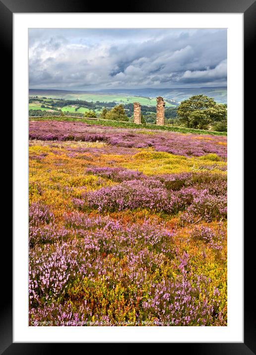 Heather in Bloom at Yorkes Folly or Two Stoops Framed Mounted Print by Mark Sunderland