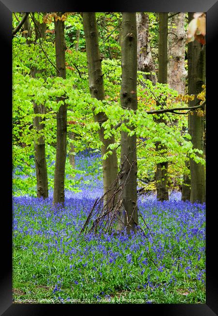 Twigs against a Tree and Bluebells in Middleton Woods in Spring  Framed Print by Mark Sunderland