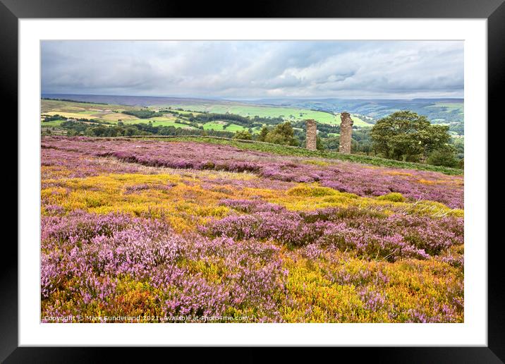 Heather in Bloom at Yorkes Folly or Two Stoops Framed Mounted Print by Mark Sunderland