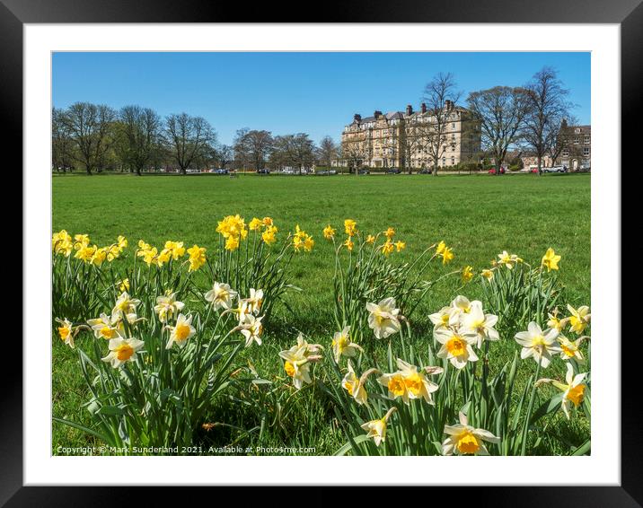 Daffodils on The Stray Harrogate Framed Mounted Print by Mark Sunderland