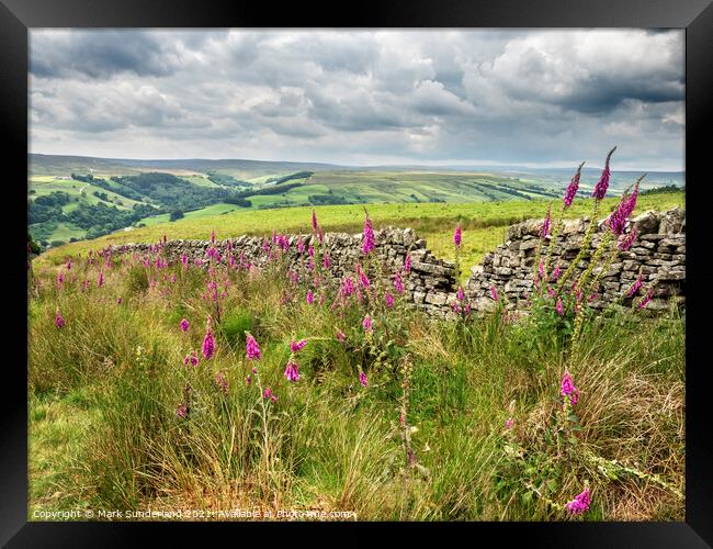 Foxgloves in Upper Nidderdale Framed Print by Mark Sunderland