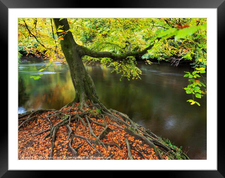 Autumn Tree at Knaresborough Framed Mounted Print by Mark Sunderland