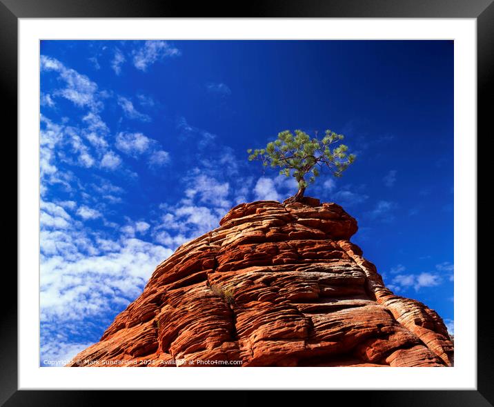 Lone Pine Tree in Zion Canyon Framed Mounted Print by Mark Sunderland