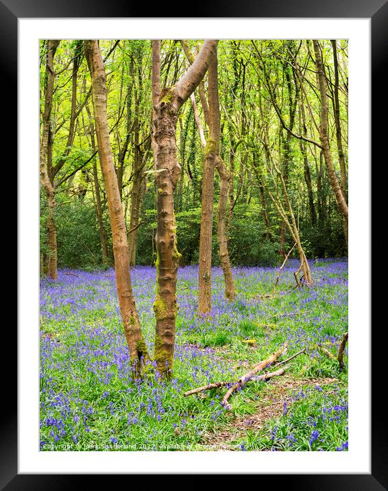 Bluebells in Nidd Gorge Woods in Spring Framed Mounted Print by Mark Sunderland