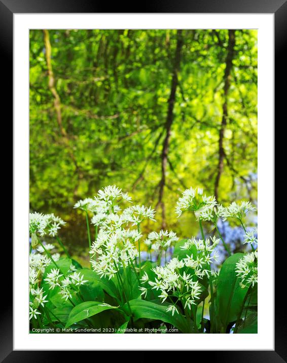 Wild Garlic and Tree Reflections in Skipton Woods Framed Mounted Print by Mark Sunderland