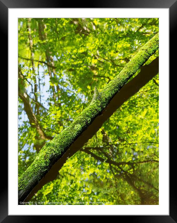 Mossy Tree Trunk and Reflections in Skipton Woods Framed Mounted Print by Mark Sunderland