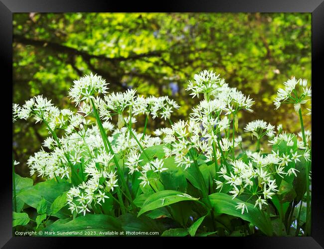 Wild Garlic and Tree Reflections in Skipton Woods Framed Print by Mark Sunderland