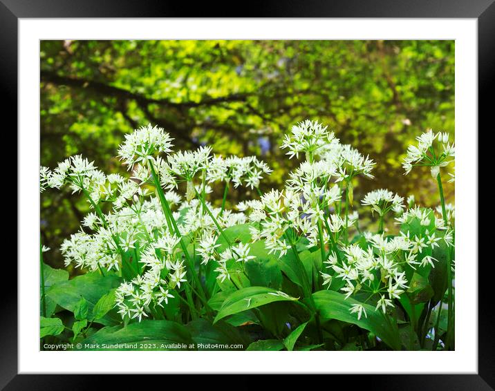 Wild Garlic and Tree Reflections in Skipton Woods Framed Mounted Print by Mark Sunderland