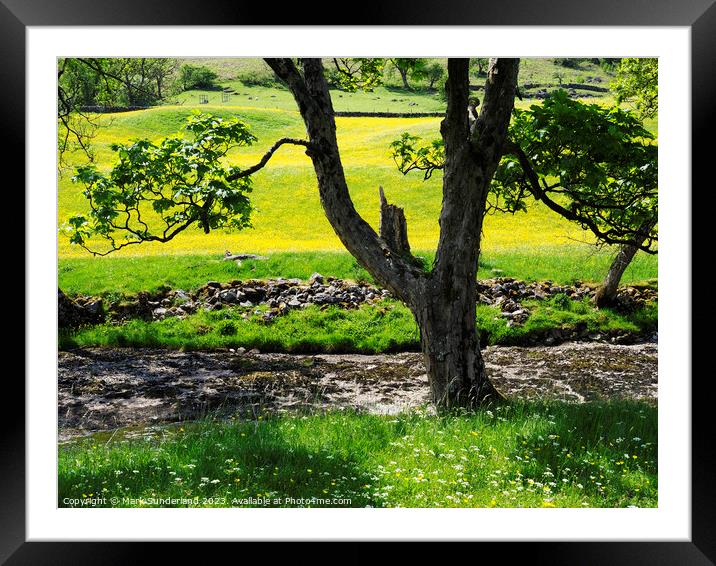 Riverside Tree and Buttercup Meadows in Langstrothdale Framed Mounted Print by Mark Sunderland