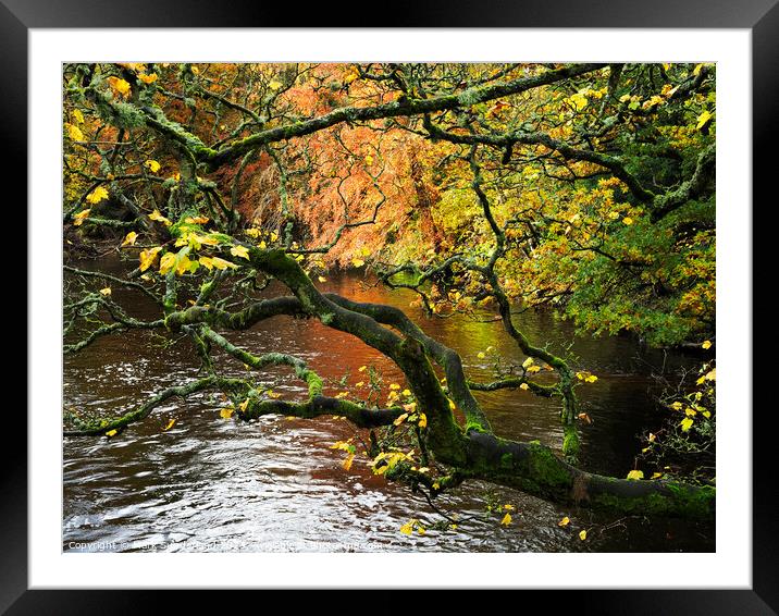 Autumn Tree by the River Nidd at Knaresborough Framed Mounted Print by Mark Sunderland