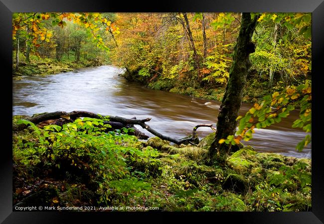 The swollen River Wharfe flows rapidly through autumnal Strid Wood Framed Print by Mark Sunderland