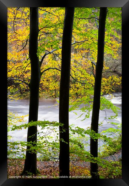 Beech Trees by the Wharfe in Strid Wood Framed Print by Mark Sunderland