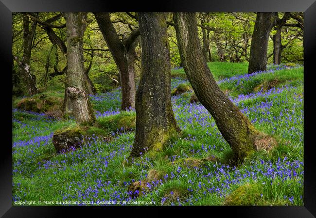 Bluebells and Oak Trees near Ingleton Framed Print by Mark Sunderland