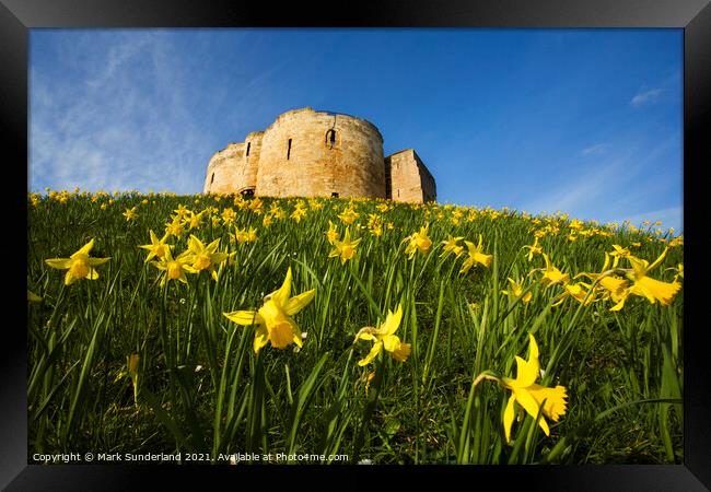 Spring Daffodils at Cliffords Tower Framed Print by Mark Sunderland