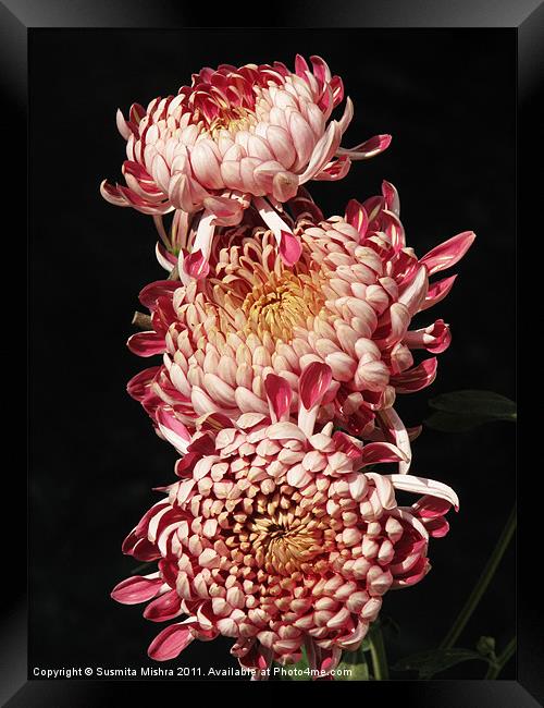 chrysanthemum Framed Print by Susmita Mishra