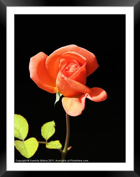 rose Framed Mounted Print by Susmita Mishra