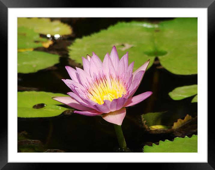 pink lily Framed Mounted Print by Susmita Mishra