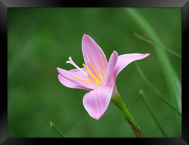 pink flower Framed Print by Susmita Mishra