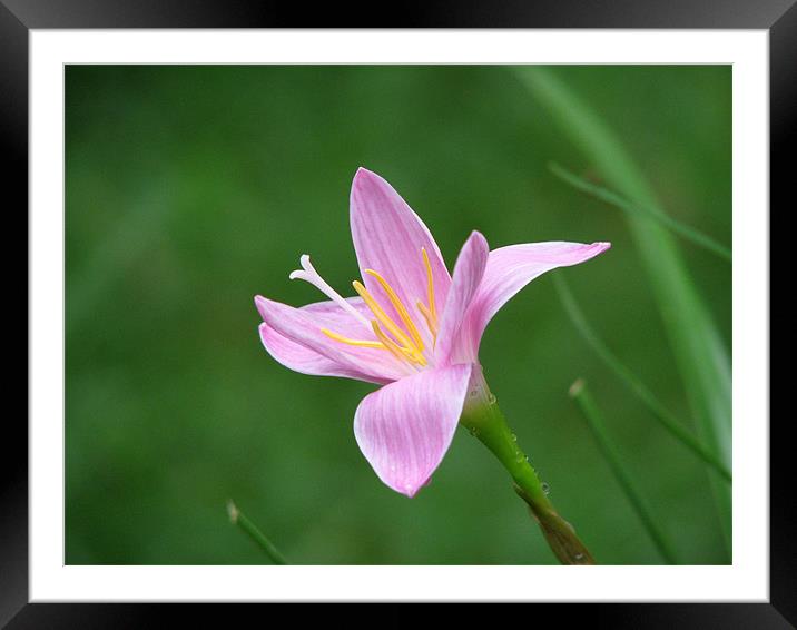 pink flower Framed Mounted Print by Susmita Mishra