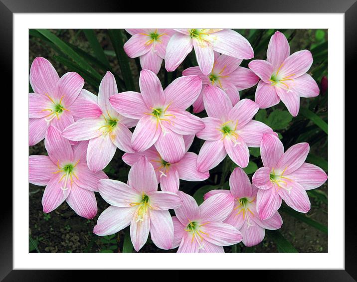 Pink flowers Framed Mounted Print by Susmita Mishra