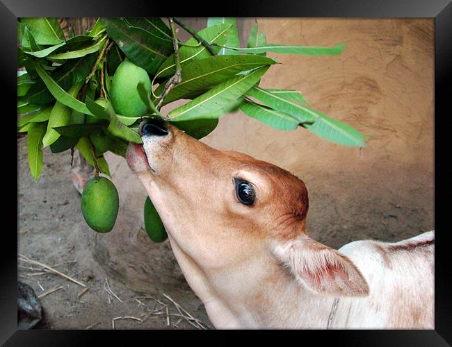Hungry calf consuming mango Framed Print by Susmita Mishra