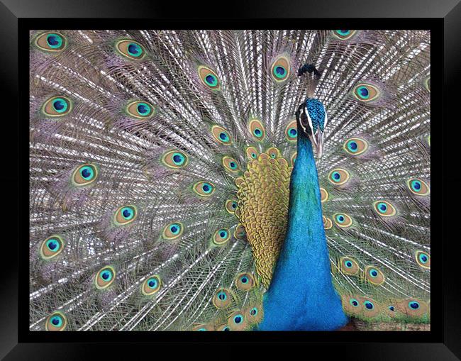 Dancing peacock Framed Print by Susmita Mishra