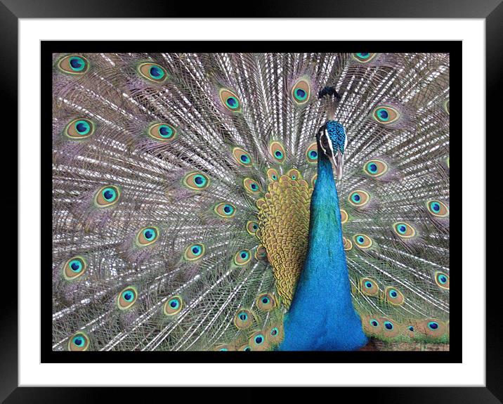 Dancing peacock Framed Mounted Print by Susmita Mishra