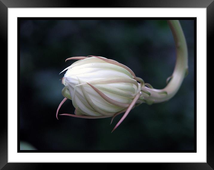 Ready to bloom Framed Mounted Print by Susmita Mishra