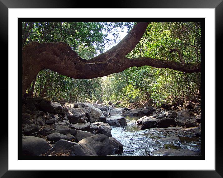 Forest trail Framed Mounted Print by Susmita Mishra