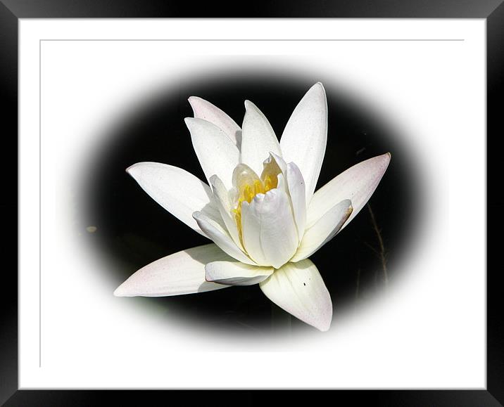 Water Lily Framed Mounted Print by Susmita Mishra