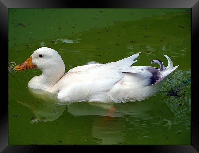 A Duck in water Framed Print by Susmita Mishra