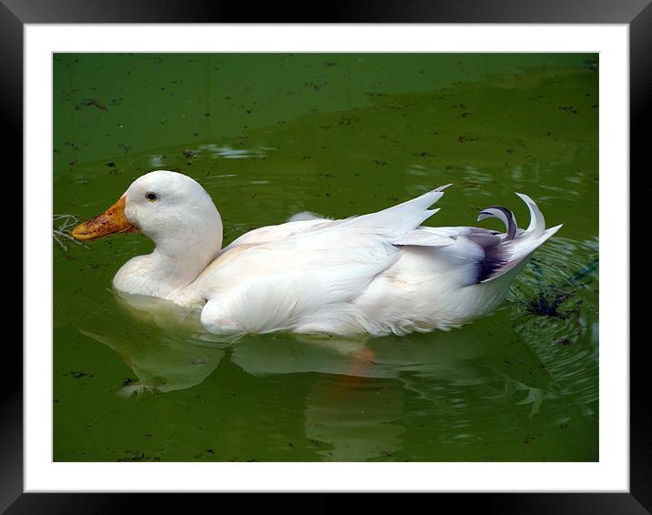 A Duck in water Framed Mounted Print by Susmita Mishra