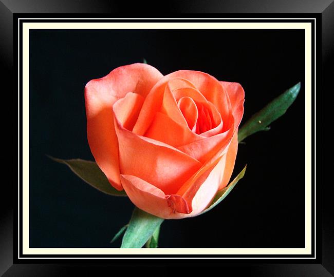 Rose (Flower) Framed Print by Susmita Mishra