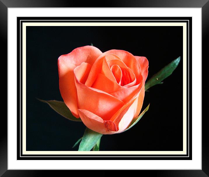 Rose (Flower) Framed Mounted Print by Susmita Mishra