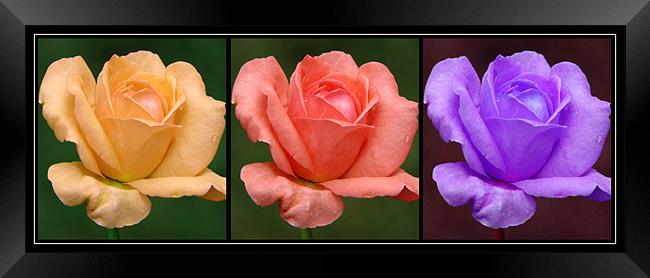Rose (Flower) Framed Print by Susmita Mishra