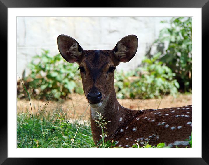 Innocent Deer Framed Mounted Print by Susmita Mishra