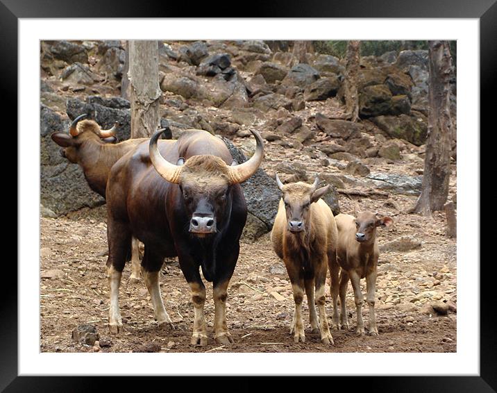 Wild Gour Framed Mounted Print by Susmita Mishra