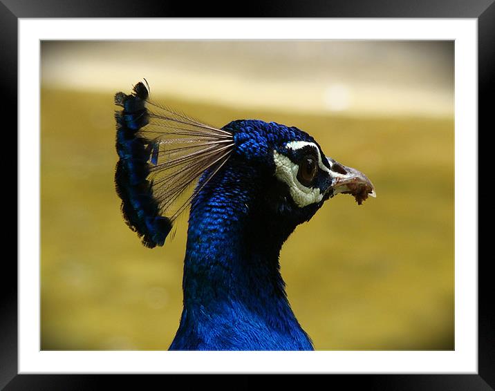 peacock head Framed Mounted Print by Susmita Mishra