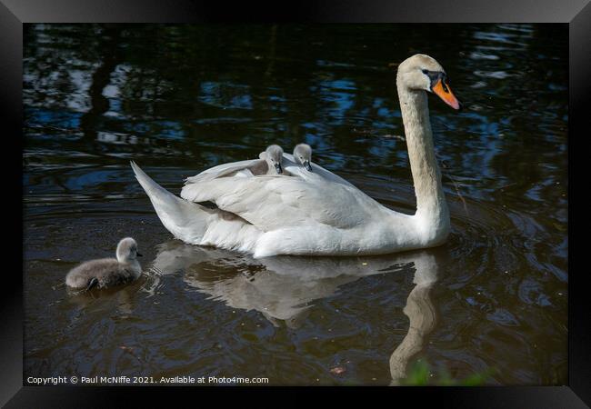 Swan and her Cygnets Framed Print by Paul McNiffe