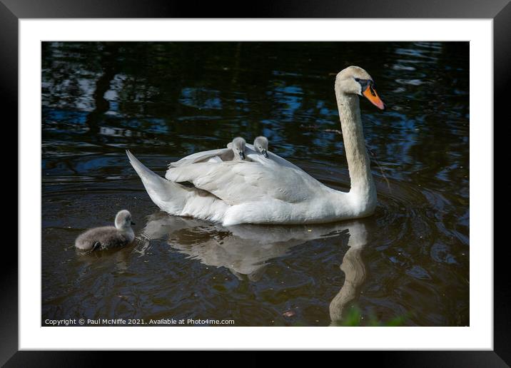 Swan and her Cygnets Framed Mounted Print by Paul McNiffe