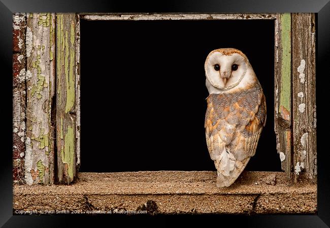 Barn Owl in Old Barn Window Framed Print by Paul Smith