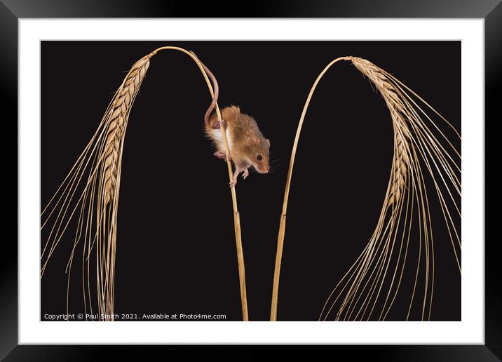Harvest Mouse on Wheat Framed Mounted Print by Paul Smith