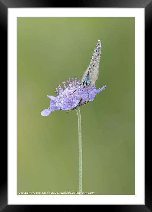Chalkhill Blue on Scabious Framed Mounted Print by Paul Smith