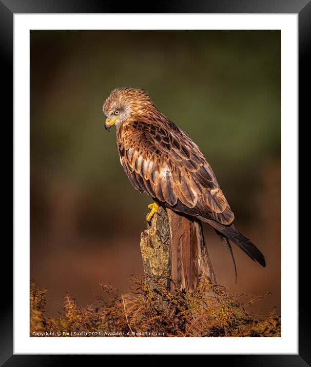 Red Kite in Late Evening Light Framed Mounted Print by Paul Smith