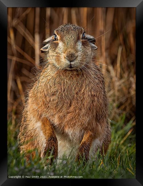 Brown Hare Portrait Framed Print by Paul Smith