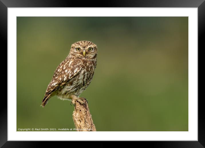 Little Owl on Old Tree Stump Framed Mounted Print by Paul Smith