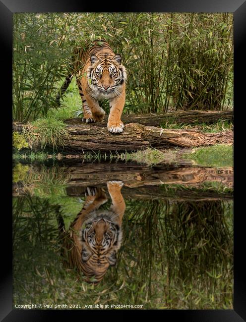 Tiger Reflection Framed Print by Paul Smith
