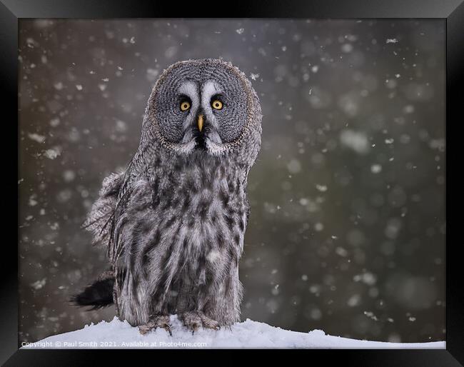 Great Grey Owl in Snowfall Framed Print by Paul Smith